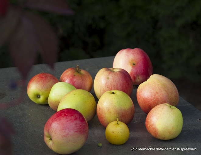 Apfel-Walnuss-Salat